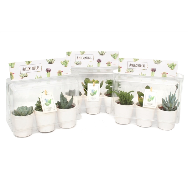 <h4>3er blister succulent pricky</h4>