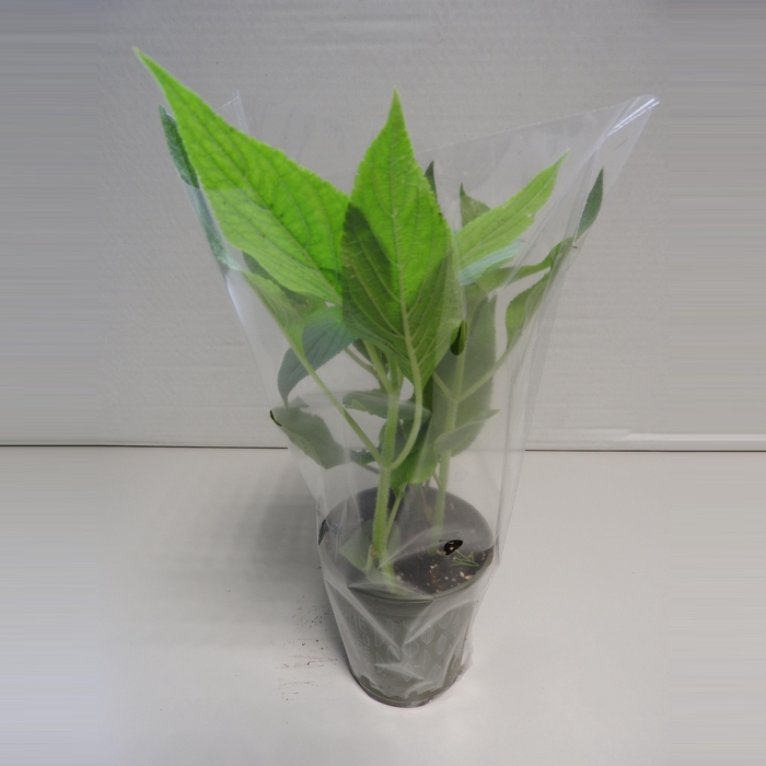 <h4>Salie Ananas P9</h4>