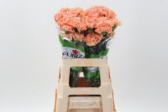 <h4>Di St Goldy 60cm</h4>