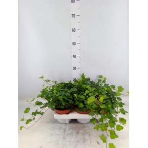 Hedera helix 'Wonder'
