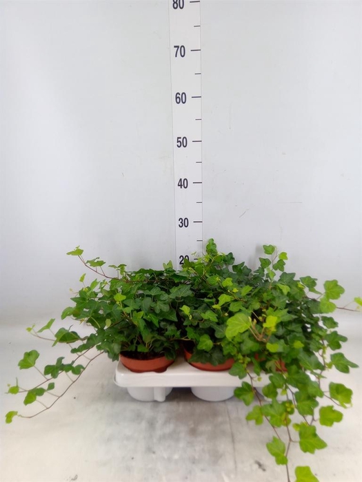 <h4>Hedera helix 'Wonder'</h4>