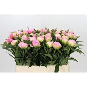 Paeonia pink giant
