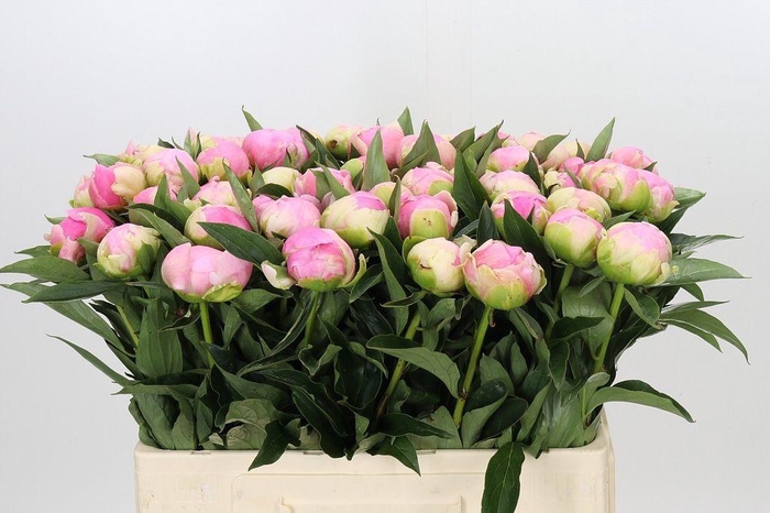 <h4>Paeonia pink giant</h4>