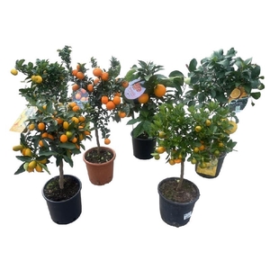 Citrus gemengd 4-5 soorten