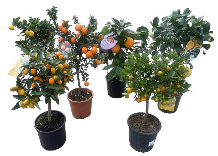 <h4>Citrus gemengd 4-5 soorten</h4>