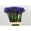 Agapanthus Blue Heaven