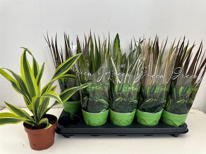 Kamerpl Gem Gr 6 Srt