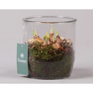 Glazen pot Dirk met Narcis D15 H20