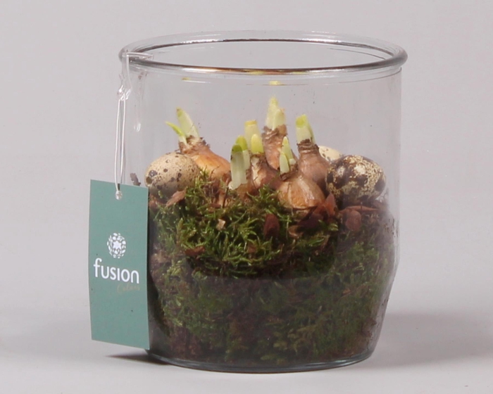 <h4>Glazen pot Dirk met Narcis D15 H20</h4>