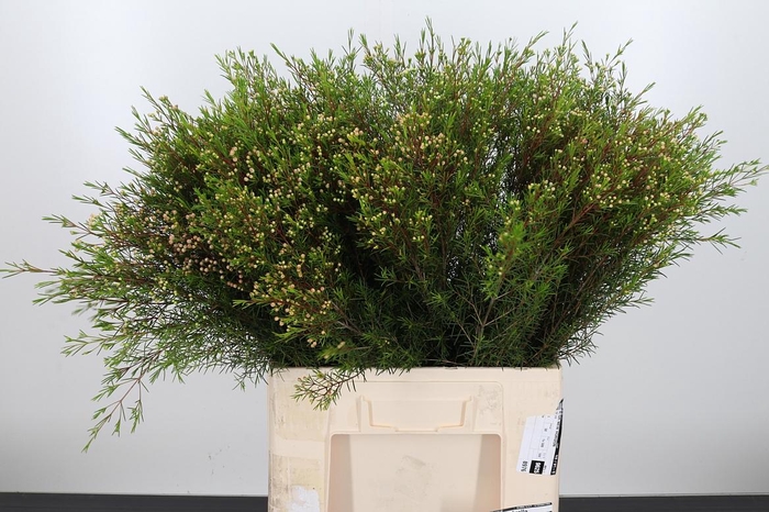 <h4>Chame Un Umbrella</h4>