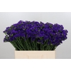 Limonium Navy Sun Birds