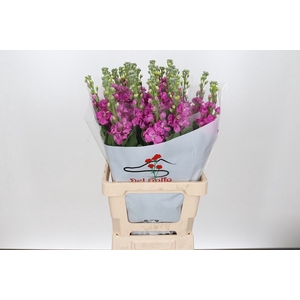 MATTHIOLA IRON HOT PINK