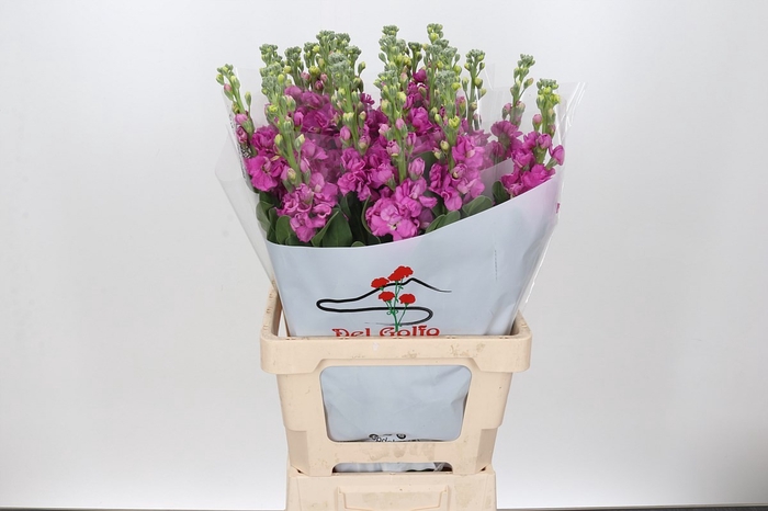 <h4>MATTHIOLA IRON HOT PINK</h4>