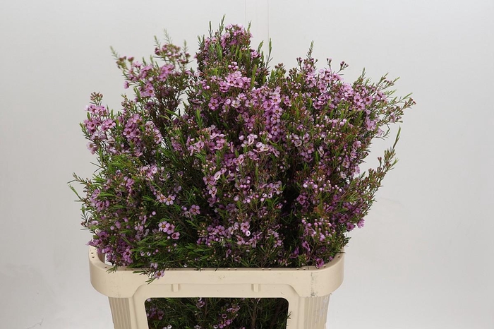 <h4>Chamelaucium Kerryn</h4>