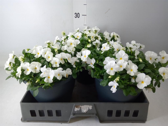 <h4>Viola corn. 'Evo Mini White'</h4>