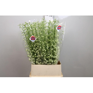 Delph Du Guard White