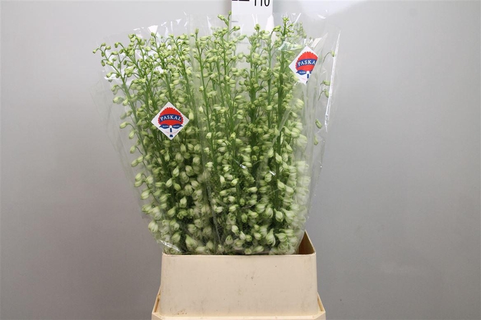 <h4>Delph Du Guard White</h4>