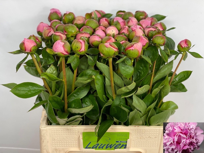 <h4>PAEO L ANGEL CHEEKS</h4>