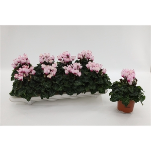 Cyclaam Victoria White