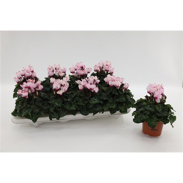 <h4>Cyclaam Victoria White</h4>