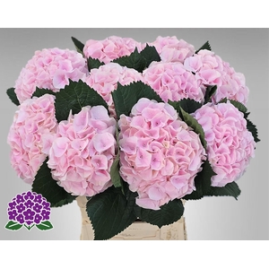 HYDR M MY PINKTOU RZ