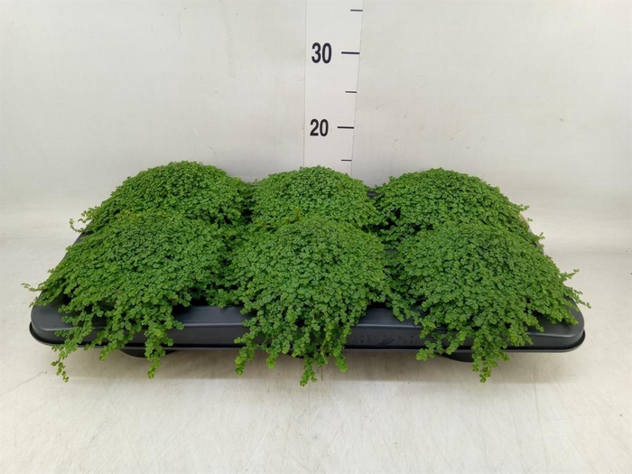 <h4>Soleirolia soleirolii ...green</h4>