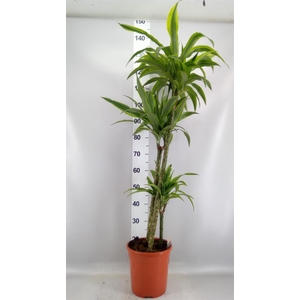 Dracaena fr de 'LemonLime'