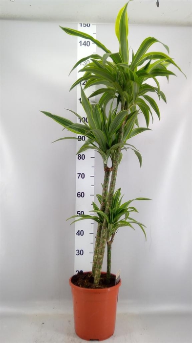 <h4>Dracaena fr de 'LemonLime'</h4>
