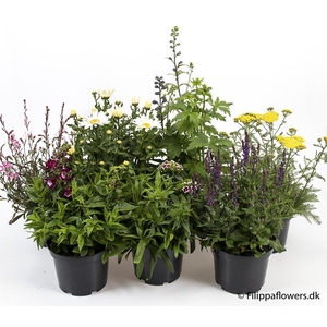 21 cm mix stauder