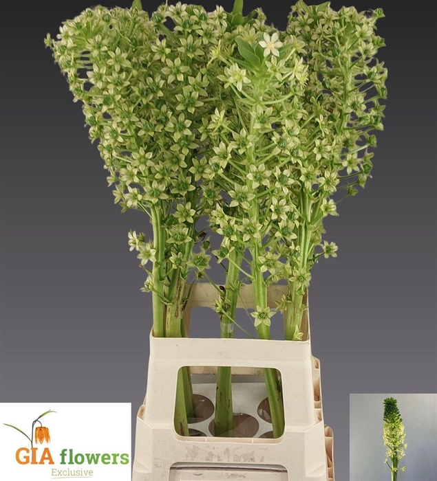 <h4>Eucomis P-e Goliath</h4>