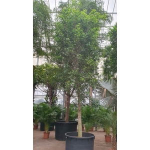 Ficus