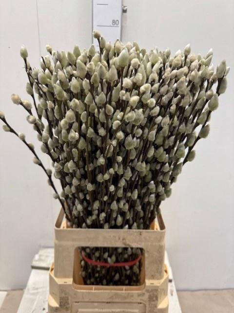 <h4>SALIX CA SNOW FLAKE</h4>