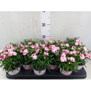 Dianthus  'Sprint Pink and Proud'