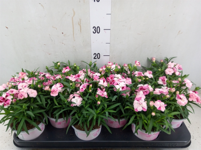 <h4>Dianthus  'Sprint Pink and Proud'</h4>