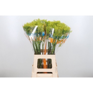 Anethum Graveolens