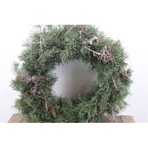 Wr Pinus Bonsai 50cm Round