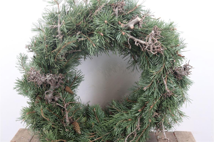 <h4>Wr Pinus Bonsai 50cm Round</h4>