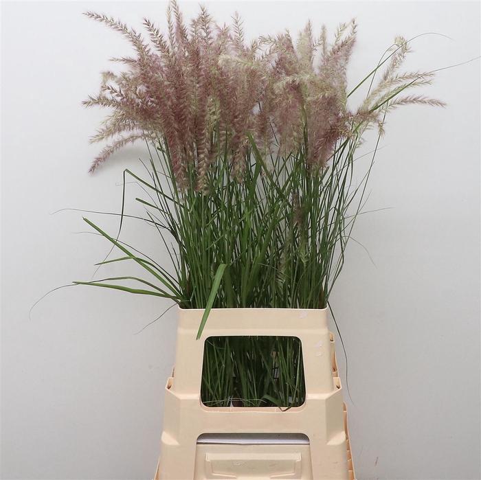 <h4>Pennisetum Karley Roze</h4>
