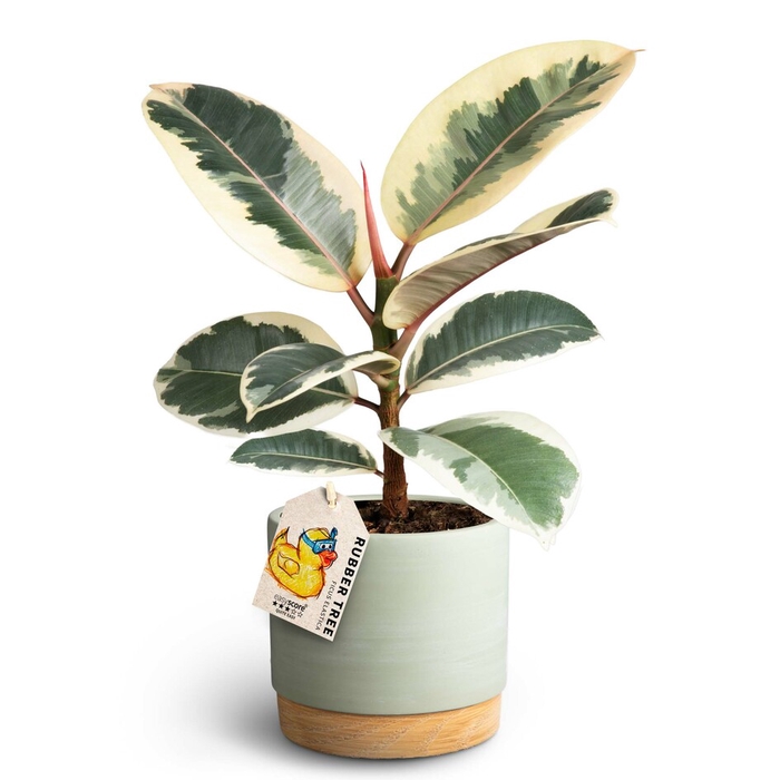 FICUS ELASTICA P12 WOODB GREEN