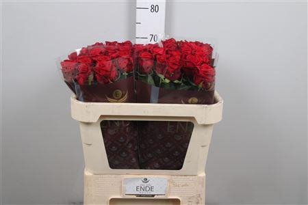 <h4>R Gr Red Naomi!</h4>