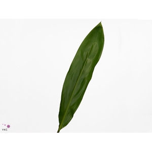 CORDELINE GREEN TIE CREATIVE COLOUR