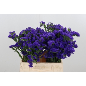 Statice Blue Marina Violet