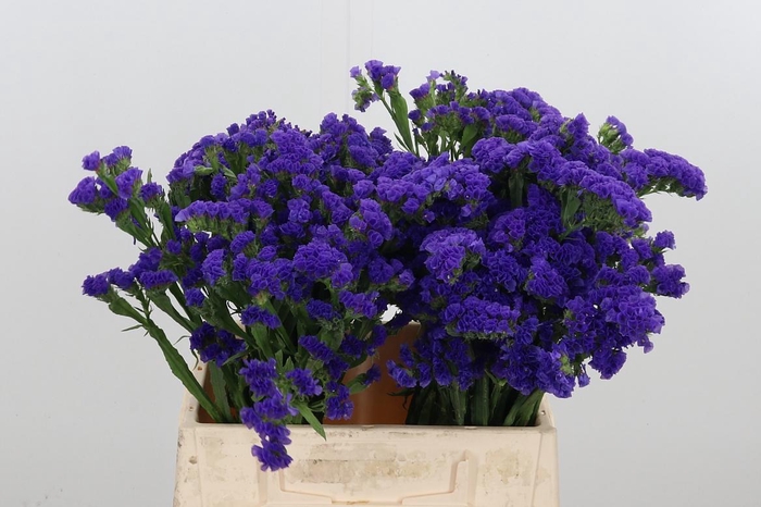 <h4>Statice Blue Marina Violet</h4>