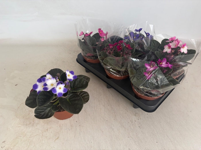 <h4>SAINTP GEM 6 KL</h4>