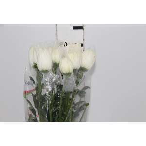 ANASTASIA MAGNUM 080 CM BRANCO