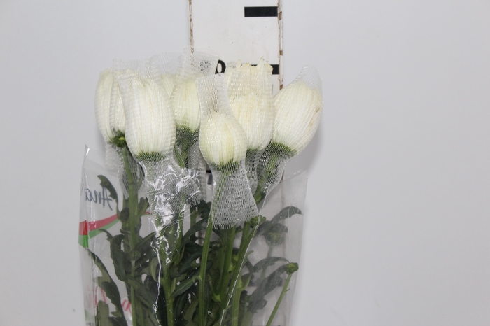 <h4>ANASTASIA MAGNUM 080 CM BRANCO</h4>