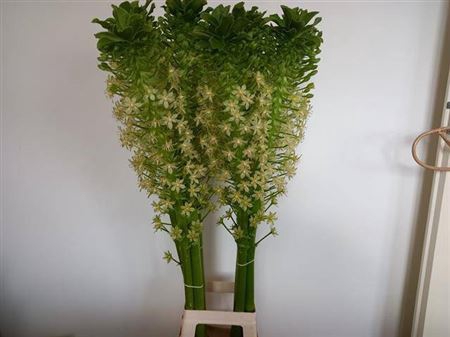<h4>Eucomis C Johannesbu</h4>