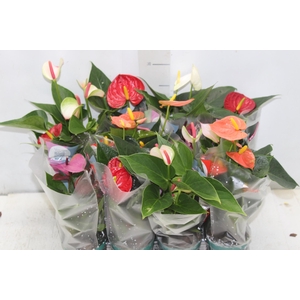 ANTHURIUM VARIADO P09