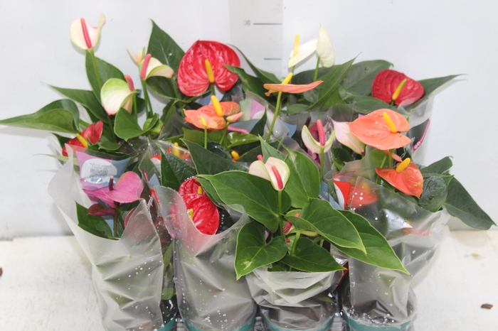 <h4>ANTHURIUM VARIADO P09</h4>