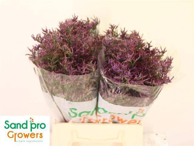 <h4>LIM SAF DARK BLUE</h4>